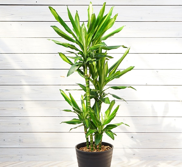 ドラセナ　ジェレ