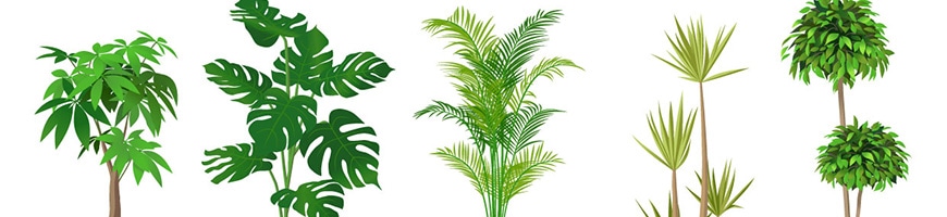 観葉植物特集