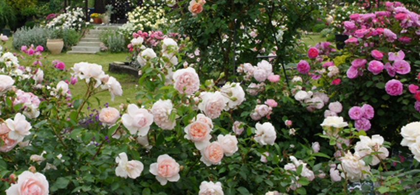 �o���̂���K�[�f�j���O���W