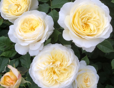 ���[�����C�g�n�j�[