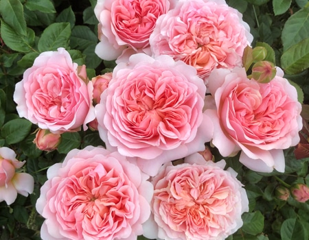 �Z���u���e�B�[�j