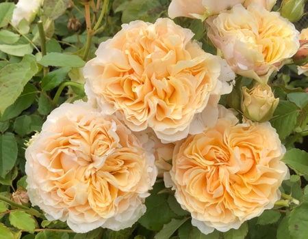 �A�v���R�b�g�N�[���[