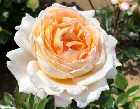 G.D.���C�[�Y (�O�����h�_�b�`�F�X���C�[�Y)