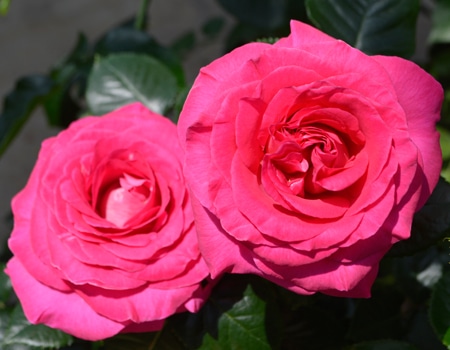 �A�h�[�A���}���e�B�J