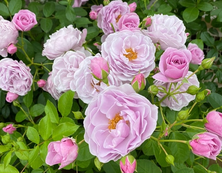 �v�����[�O