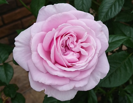 �p�t���[���h���X