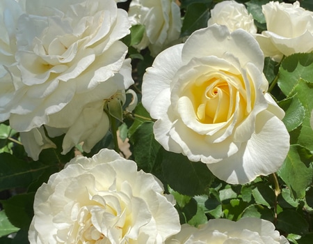 �p�[���C�������O