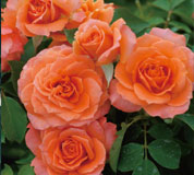 ���F�E�I�����W