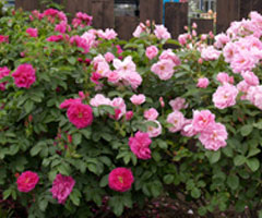 �Ԓd�Ƀo����A����