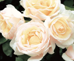 ���肠��o����A����