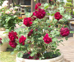 ���ɐA����