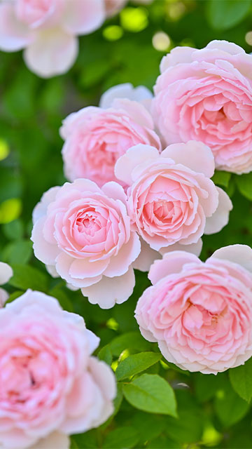 ベルドゥプロヴァンス