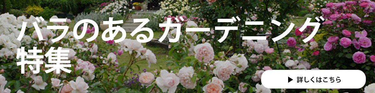 バラのあるガーデニング特集