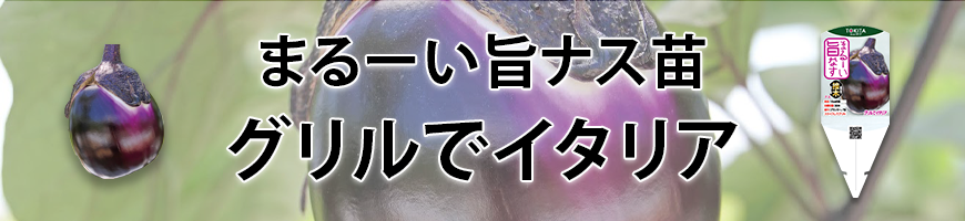 まるーい旨ナス苗　グリルでイタリア