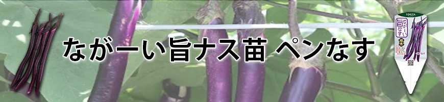 ながーい旨ナス苗　ペンなす
