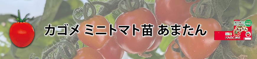 カゴメ ミニトマト苗 あまたん