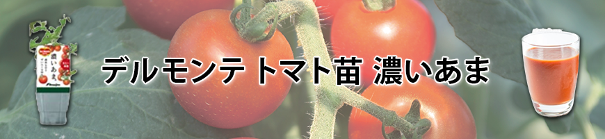 デルモンテ トマト苗 濃いあま