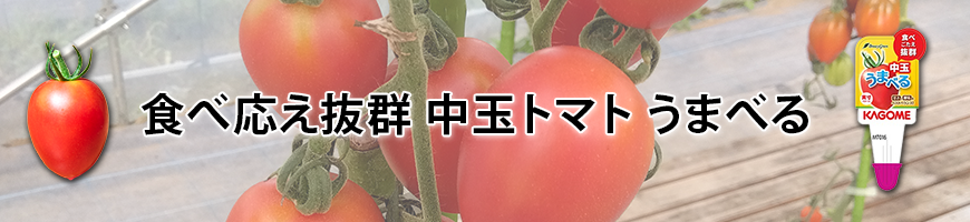 食べ応え抜群 中玉トマト うまべる