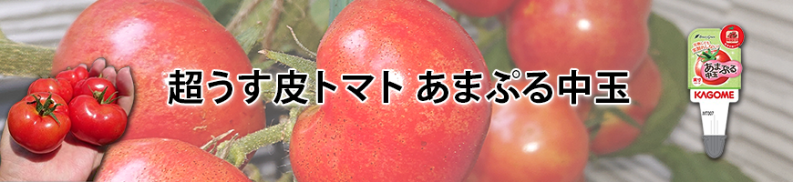 超うす皮トマト あまぷる中玉