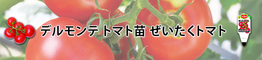 デルモンテ トマト苗 ぜいたくトマト
