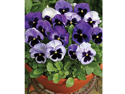 �y�v�����^�[�ɐA�����ꍇ�z