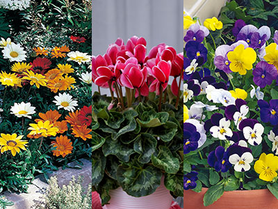 �ԐF�ʃV���[�Y�Ƃ͉��ł����H