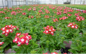 �ԐF�ʃV���[�Y�̐A�����͈̂��S�Ȃ̂ł����H