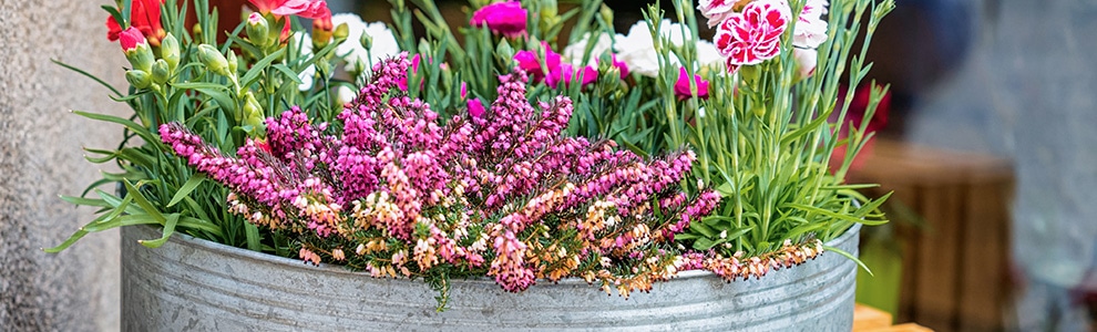 寄せ植えの基本