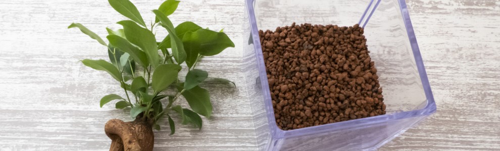 ハイドロボールを使った涼しい鉢植え