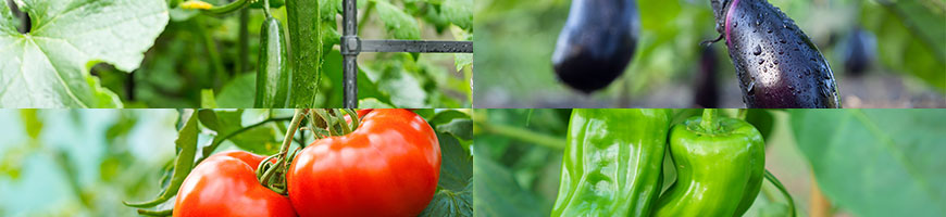 プランターで野菜を作ろう