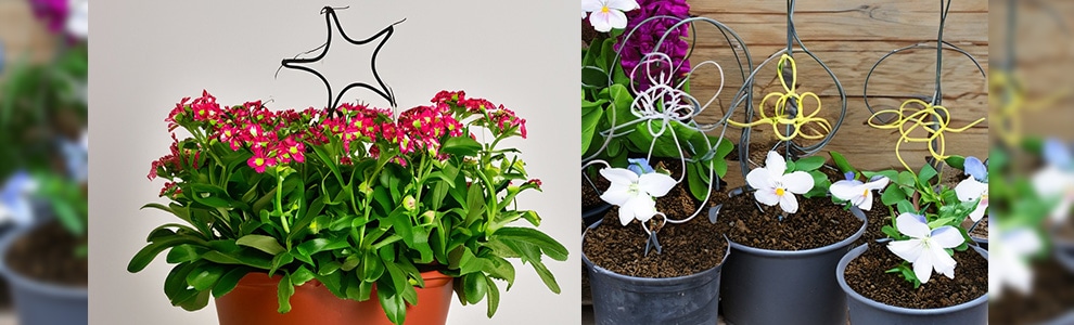 トピアリーの寄せ植え