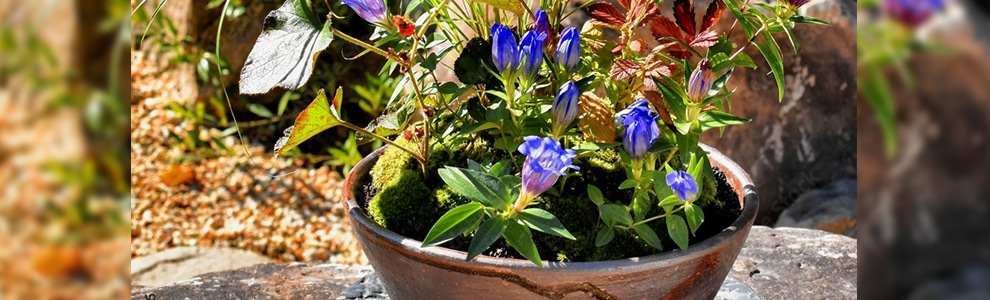 山野草を使った和風の寄せ植え