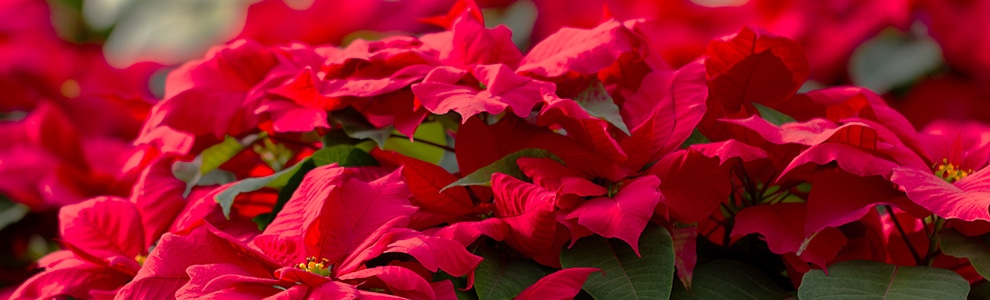 ポインセチアの育て方