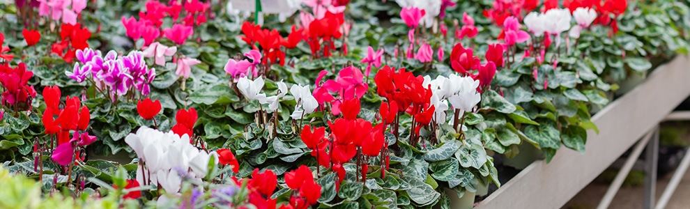 シクラメンの育て方