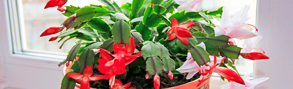 シャコバサボテンの育て方