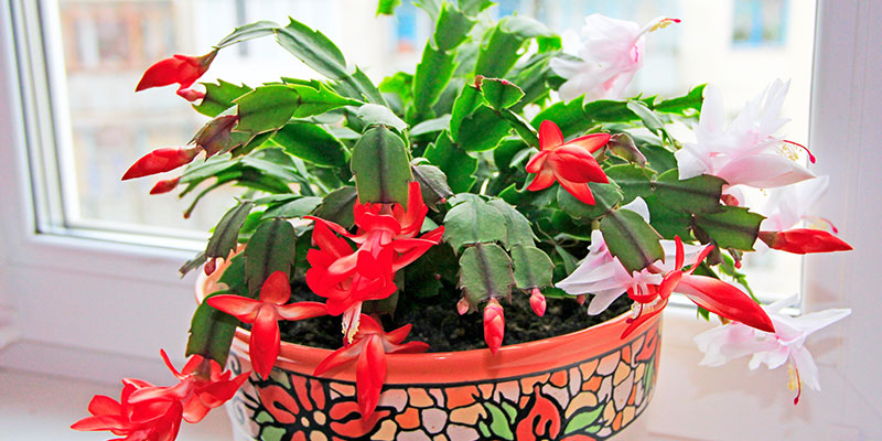 シャコバサボテンの育て方