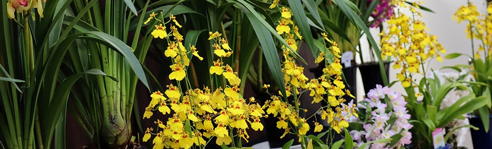 シンビジュームの育て方