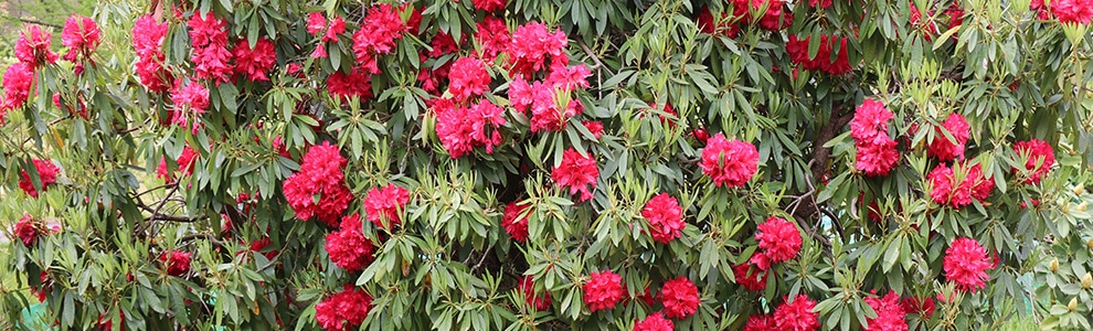 シャクナゲの育て方 基本のお手入れ