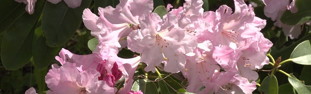 シャクナゲの育て方 春のお手入れ