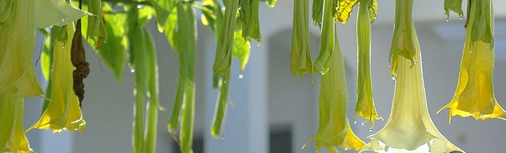 エンジェルストランペットの育て方（エンゼルトランペット）