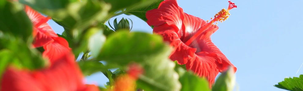 ハイビスカスの育て方