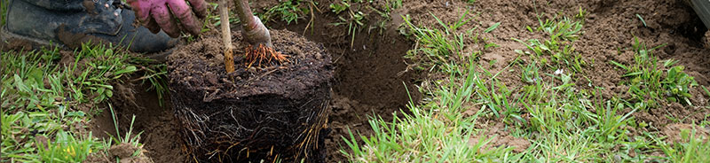 庭木・果樹の基本