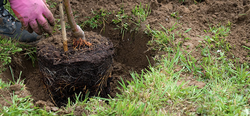 庭木・果樹の基本