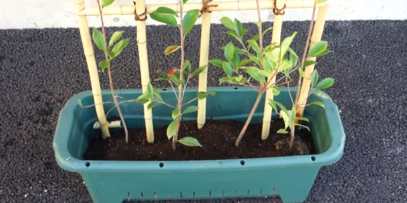 プランターで作る生垣