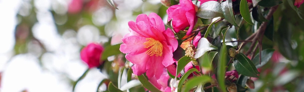 さざんかのミニ知識