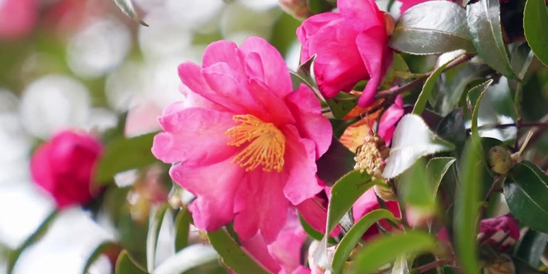 さざんかのミニ知識