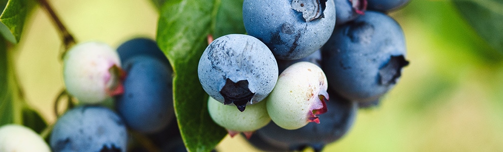 ブルーベリーの育て方