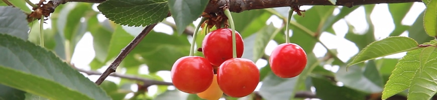 サクランボの育て方