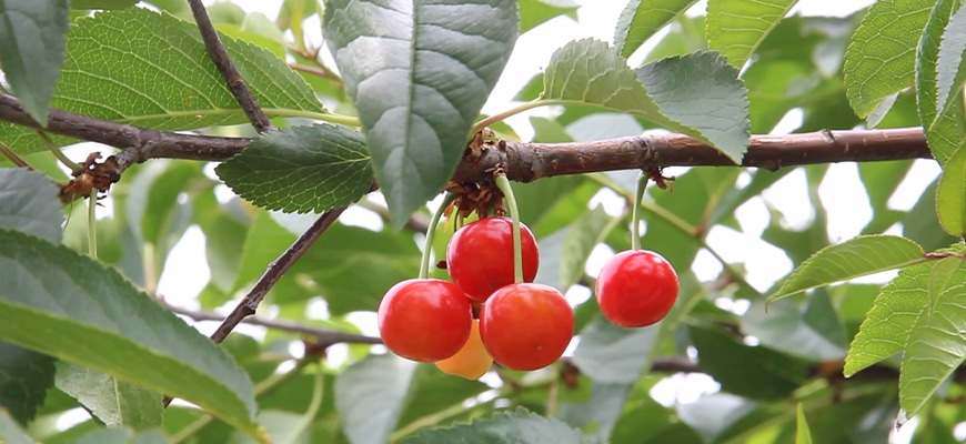 サクランボの育て方