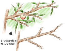 1～2年の枝の剪定
